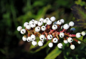 Close up of the white berries with a black stigma of doll’s-eyes or white baneberry (Actaea...