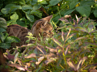Bengal cat posing. Beautiful cat of Bengali breed. Young domestic cat. Exhibition animal.