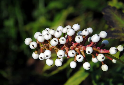 Close up of the white berries with a black stigma of doll’s-eyes or white baneberry (Actaea pachypoda) 