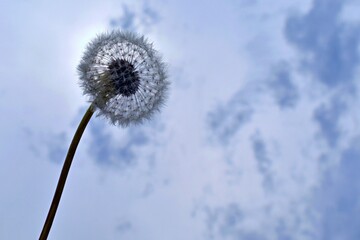 dry dandelion on blurred background of cloudy sky
