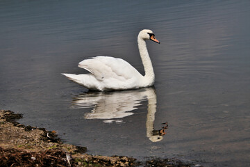 Mute swan on the lake