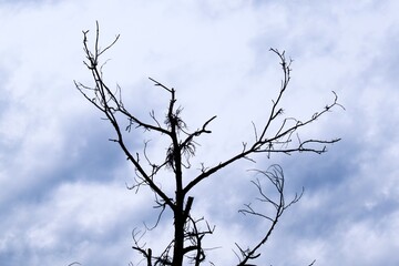 top of withered dead tree on cloudy sky background