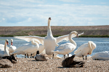 A huge flock of mute swans gather on lake. Cygnus olor.