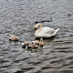 A Mute Swan with Cygnets