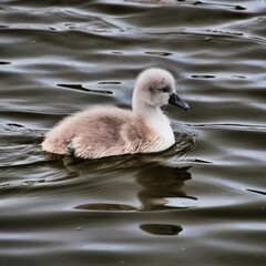 A Mute Swan Cygnet in the water