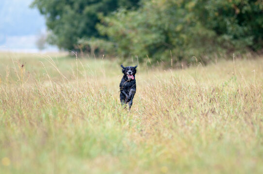 Dog Running Toward Camera