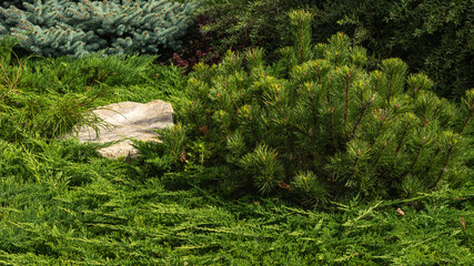 Fragment of a decorative alpine slide, landscape design - rockery with conifers, alpine grasses, stones and large pebbles