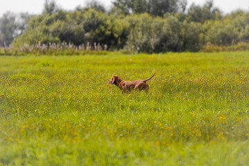 dog in the field
