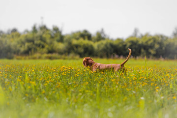 dog hunting in the field