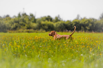 dog hunting in the field