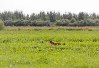 vizsla hunting in the field