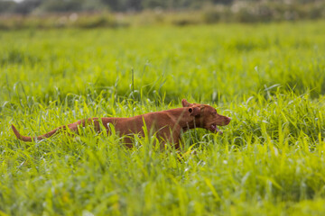  dog hunting in the field