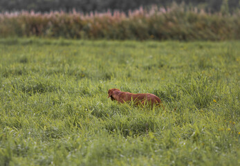 dog in the meadow