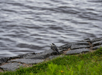 birds on the embankment of the lake in natural conditions for their usual activities