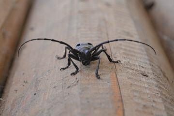 Insect on wood