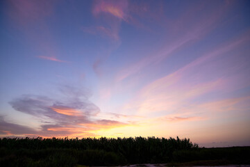 Naklejka na ściany i meble Sunset over the reeds and clouds