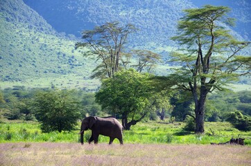 Landscape in the Ngorongoro crater in Tanzania