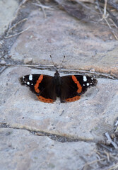 Fototapeta na wymiar Butterfly of various colors on stone floor,