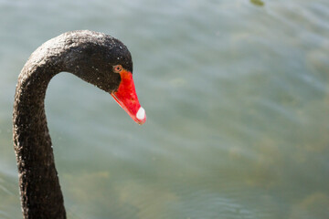 Black swan with a red beak. Close-up.