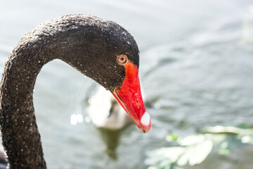Black swan with a red beak. Close-up.