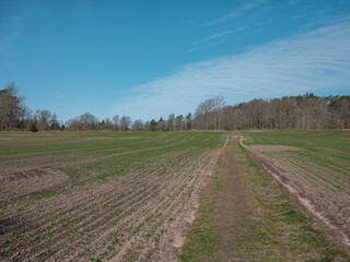 Fototapeta na wymiar A newly sown field with green plants beginning to grow in the early spring. There is a path leading into the photo and a blue crisp sky. 