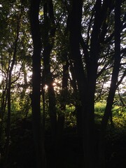Naklejka premium morning in the forest
