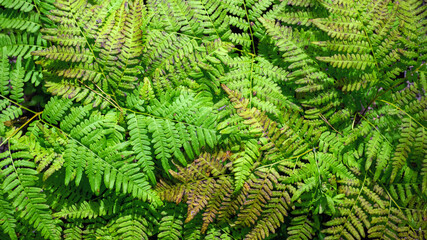 Top view green fern leaves in the forest.