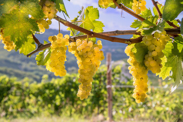 Golden bunches of Muscat grapes in vineyard in Langhe, Piedmont, Italy, Europe