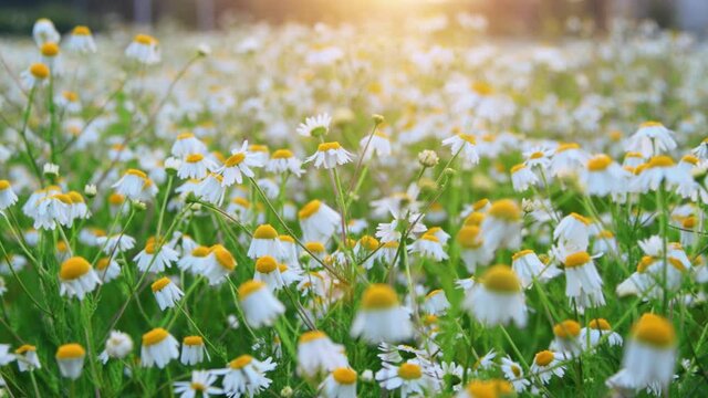 Beautiful chamomile field at sunset