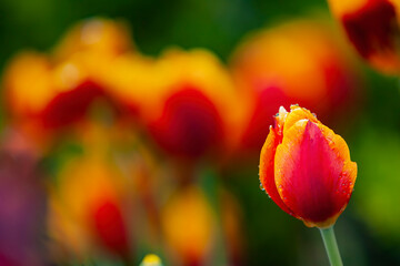 Fototapeta na wymiar Close up shot of tulip blossom