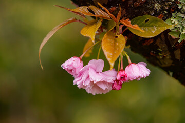 Close up shot of cherry blossom