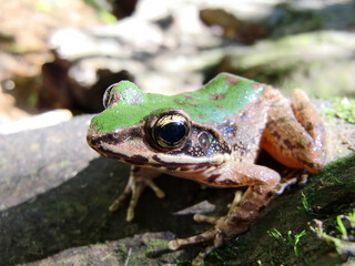 Close up shot of the tree frog