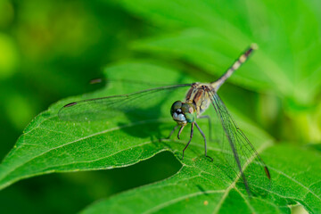 Close up shot of Blue Dasher dragonfly on a leaf
