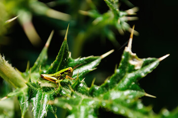 Close up shot of the grasshopper on a leaf