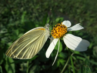 Close up shot of a cabbage white butterfly on a flower