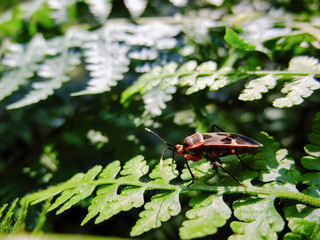Close up shot of Lygaeidae on a leaf
