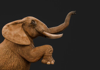 african elephant is standing up in a dark grey background side view
