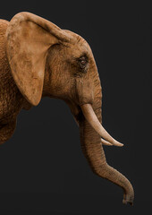 Obraz premium close up in the head of an african elephant isolated in a dark grey background