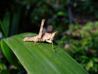 Close up shot of Locust on a leaf