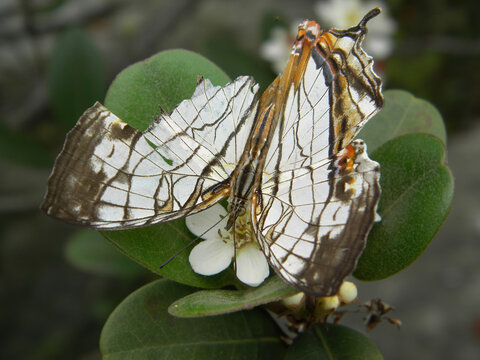 Close up shot of a Common mapwing eating a flower