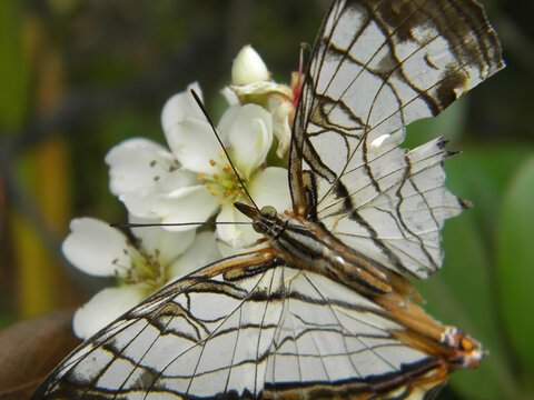 Close up shot of a Common mapwing eating a flower
