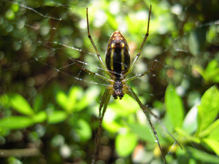 Close up shot of a Orchard spider with its net