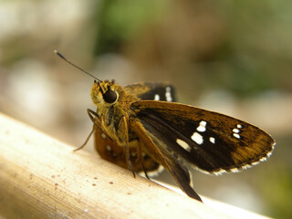Close up shot of a Fiery skipper butterfly on a leaf