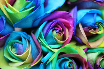Obraz na płótnie Canvas A bundle of rainbow colored roses