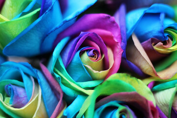 A bundle of rainbow colored roses