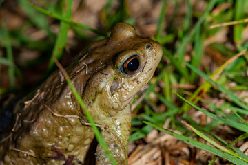 Close up shot of the Toad in Highland Experimental Farm, National Taiwan University