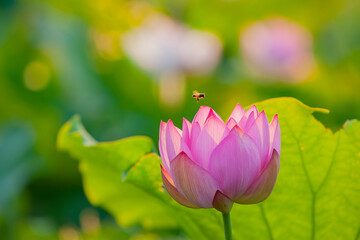 Obraz premium Close up shot of bee and lotus