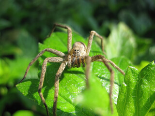 Close up shot of Pisaura spider on a leaf