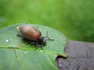 Close up shot of Lagria hirta on a leaf