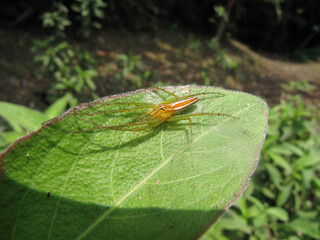 Close up shot of Oxyopes spider on a leaf